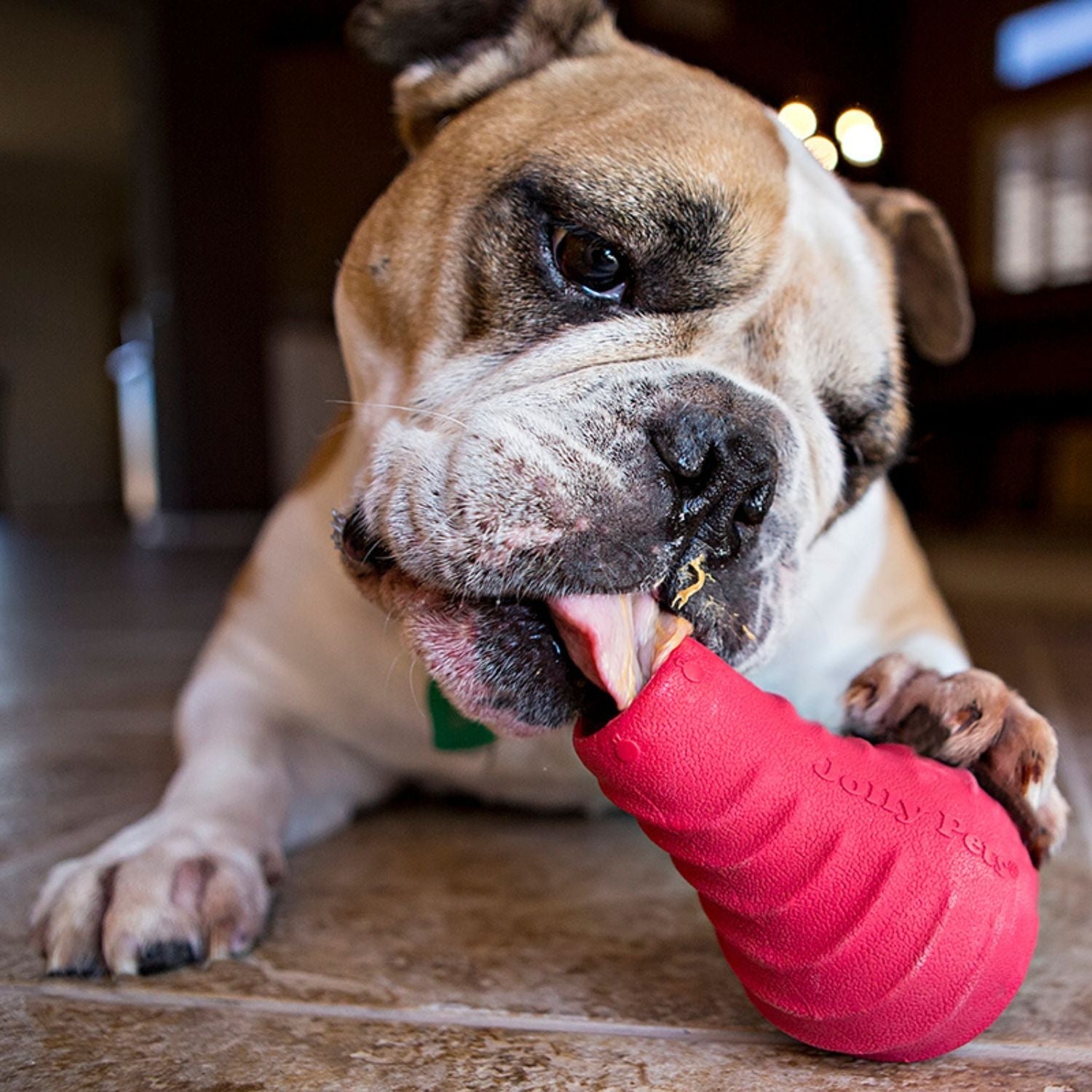 Treat Dispensing Toys