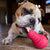 Treat Dispensing Toys