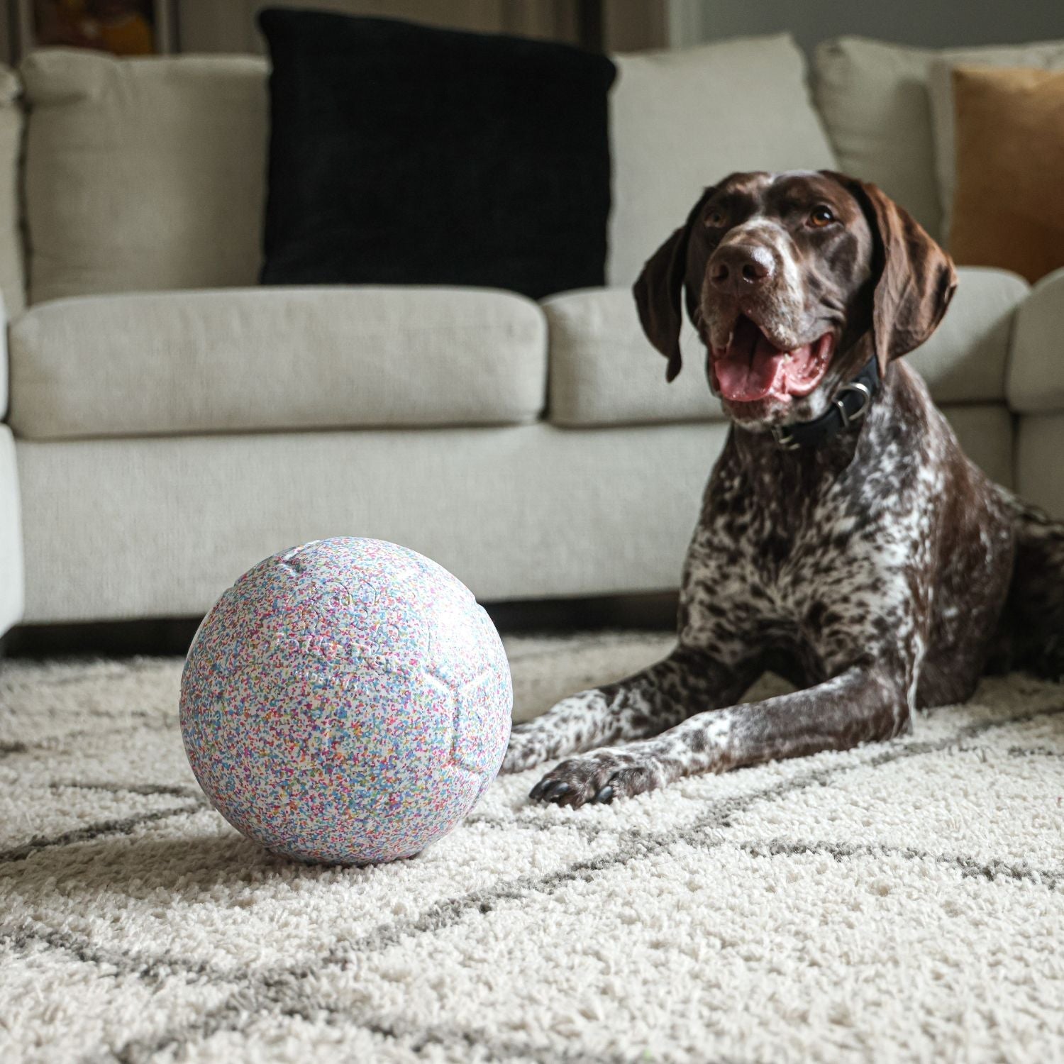 What's New - Jolly Pets