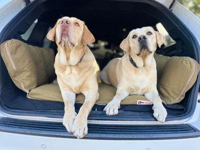 Backseat Barker: SUV Edition