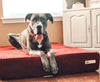 7" Orthopedic Dog Bed