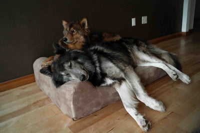 7" Orthopedic Dog Bed