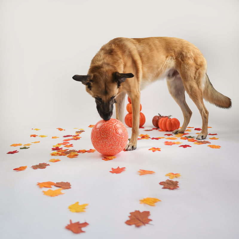 Jolly time dog toys online