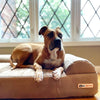 7" Orthopedic Dog Bed