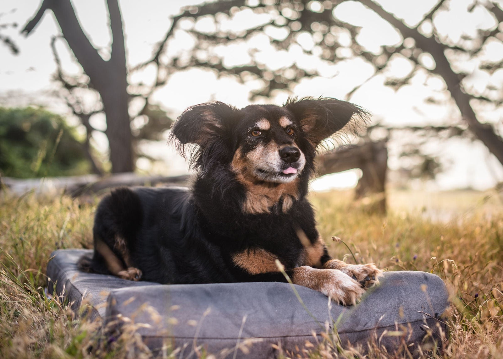 4" Orthopedic Headrest Bed