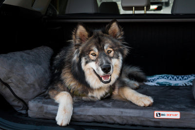 Backseat Barker: SUV Edition