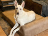 7" Orthopedic Dog Bed