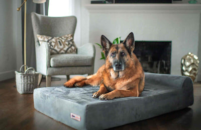 7" Orthopedic Dog Bed