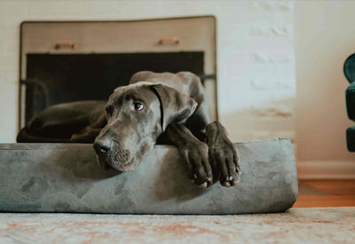 7" Orthopedic Dog Bed