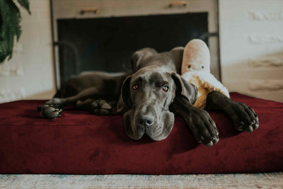 7" Orthopedic Dog Bed