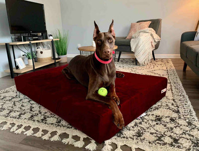 7" Orthopedic Dog Bed