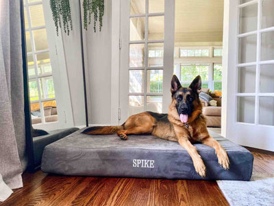 Big Barker Orthopedic Dog Bed