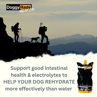 [10 PACK] DoggyRade Unleashed Hydration + Prebiotic Sport Drink for Dogs - Chicken Flavor - 10 x 8.4 fl oz.