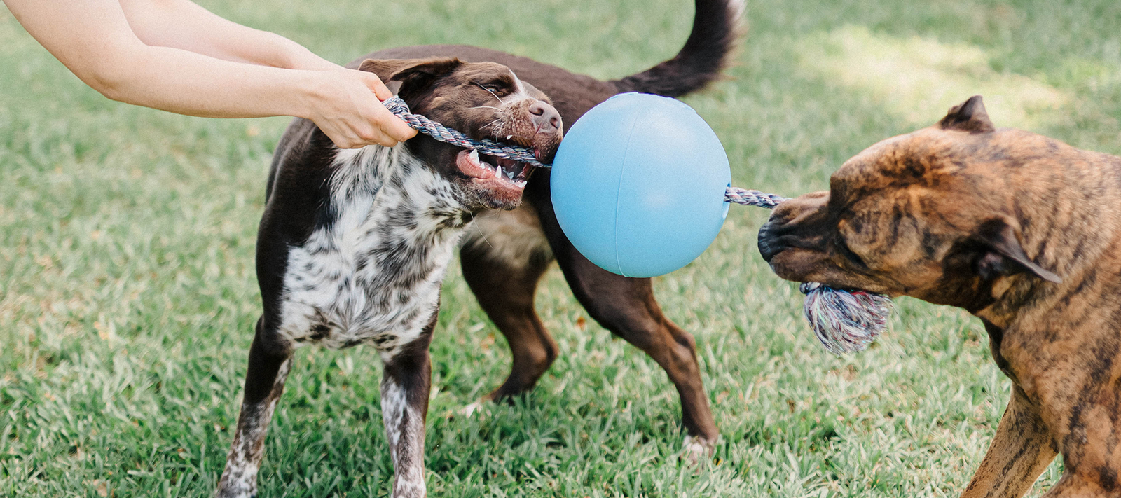 Dog ball that sales rolls on its own