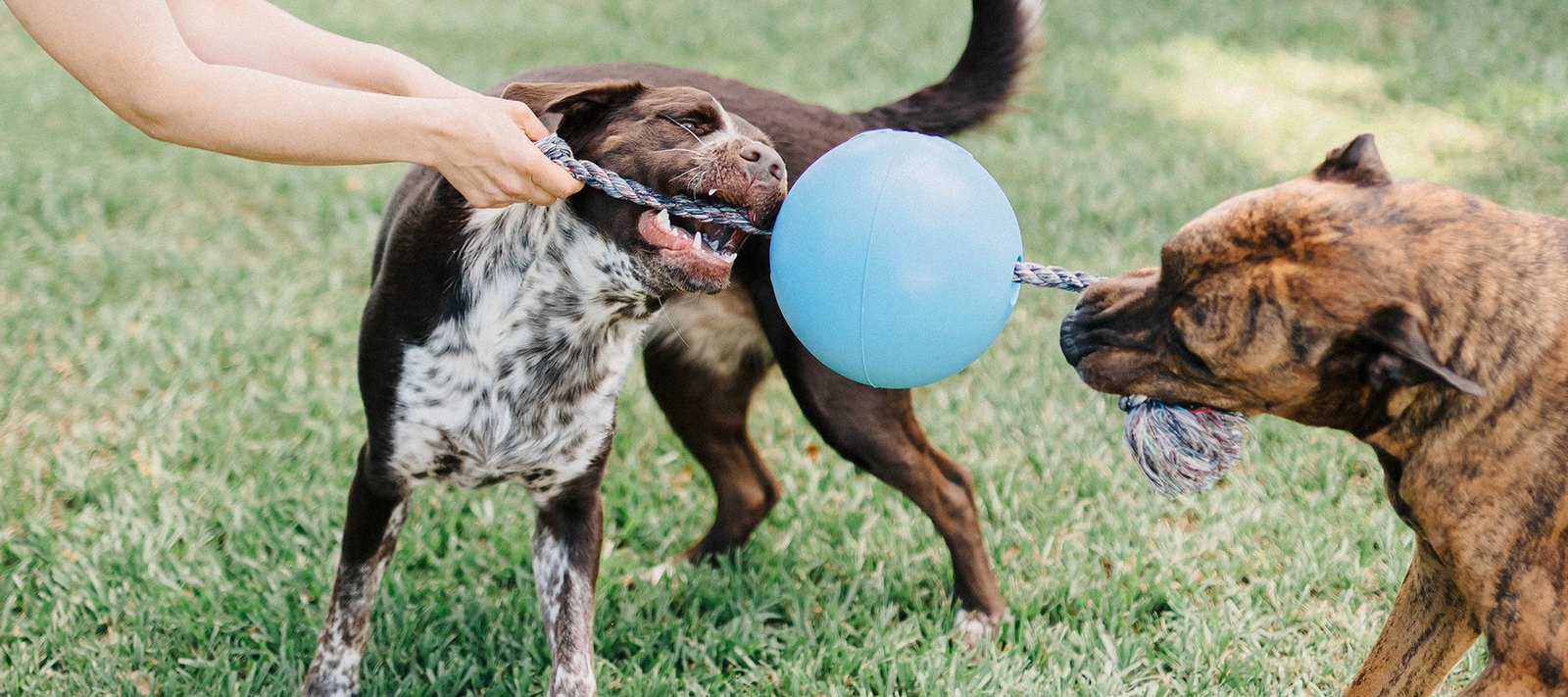 Jolly Pets