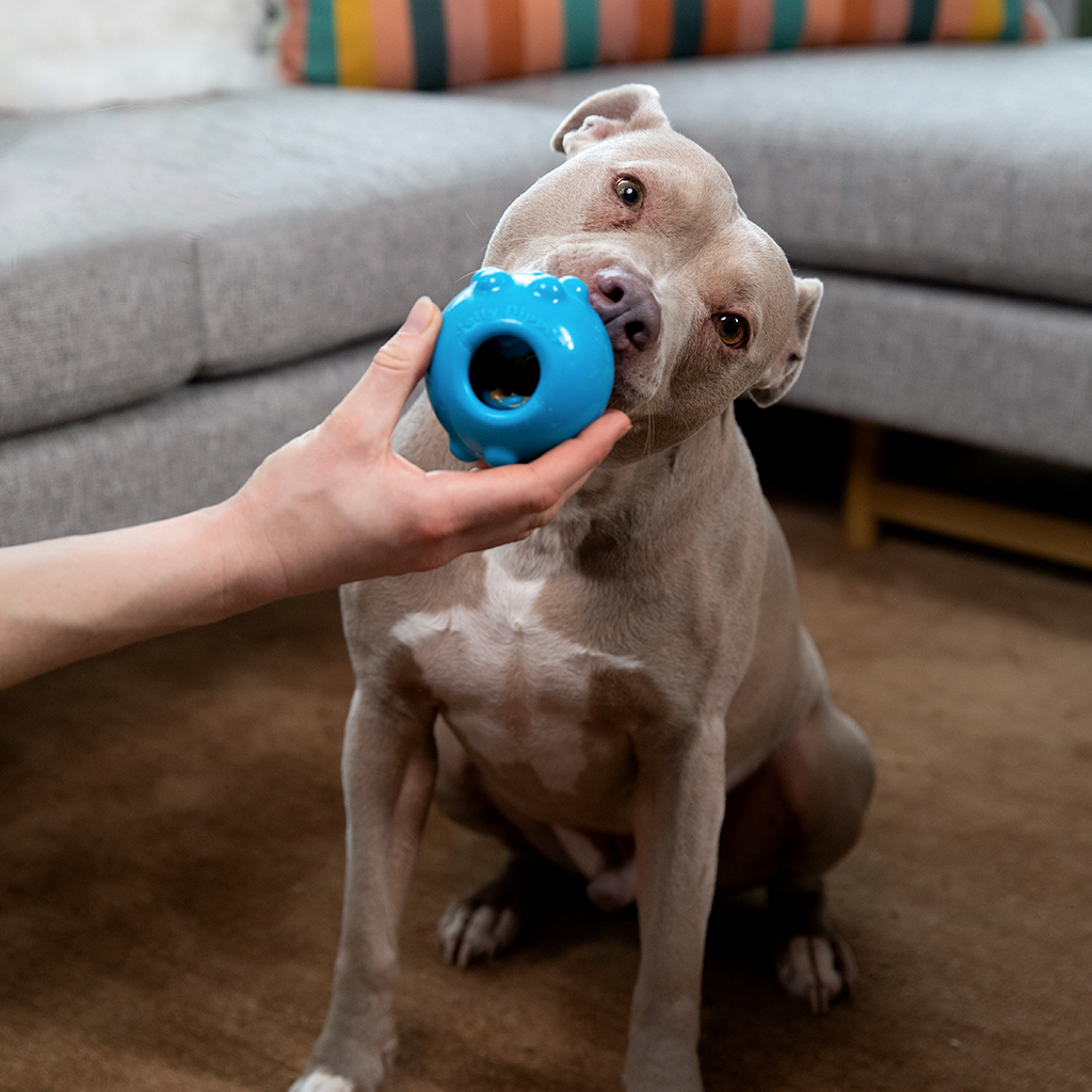 The 8 Best Treat Dispenser Toys for Dogs
