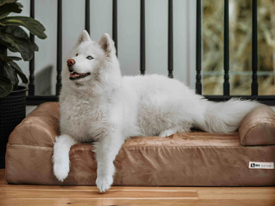 7" Orthopedic Dog Bed