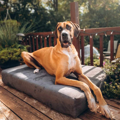 Big Barker Orthopedic Dog Bed