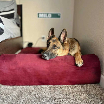 7" Orthopedic Dog Bed