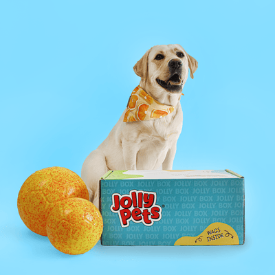 a dog sitting behind a jolly box and two jolly soccer balls