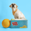 a dog sitting behind a jolly box and a jolly soccer balls