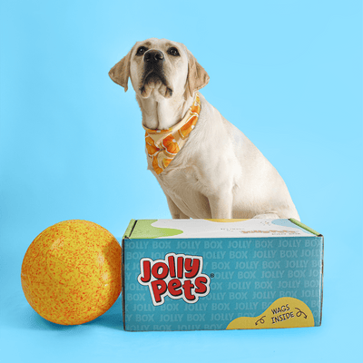 a dog sitting behind a jolly box and a jolly soccer balls