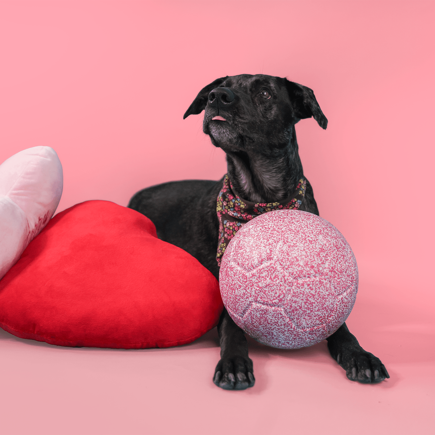 Jolly Cupid Ball | Valentine's Dog Toy | Jolly Pets - Jolly Pets