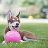 Dog with Pink Bounce-n-Play
