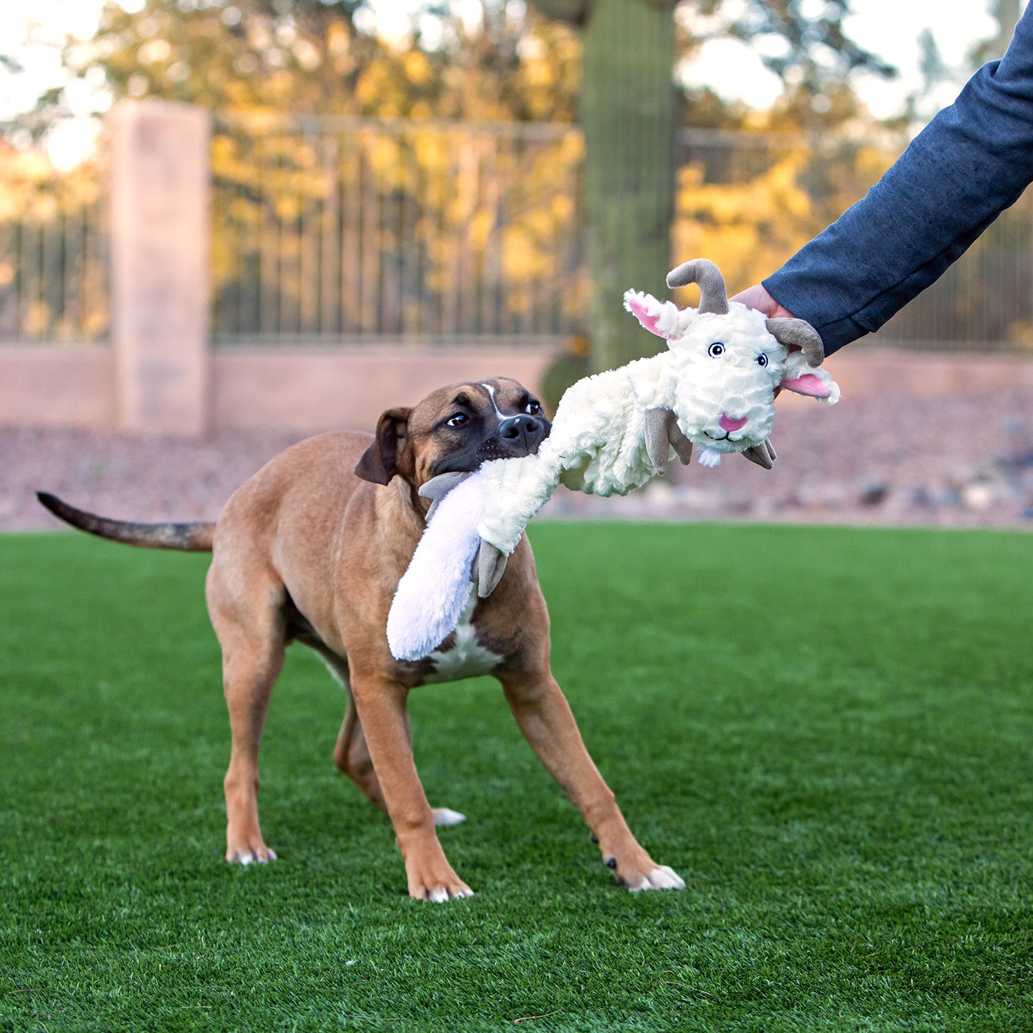 Dog playing with Billy Goat Fat Tail
