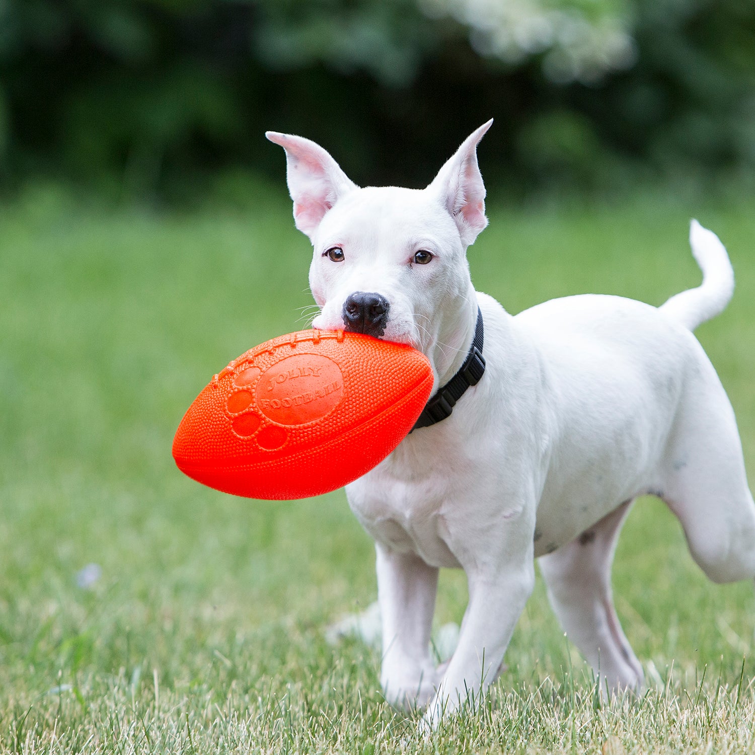 Dog with Orange Jolly Football