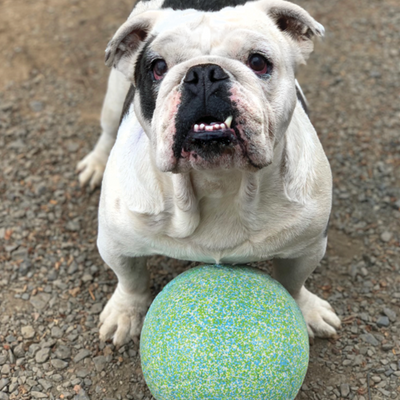 The Asher House "Tommy" Jolly Soccer Ball