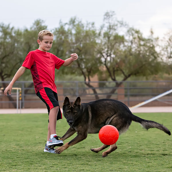 Jolly soccer shop ball dog toy