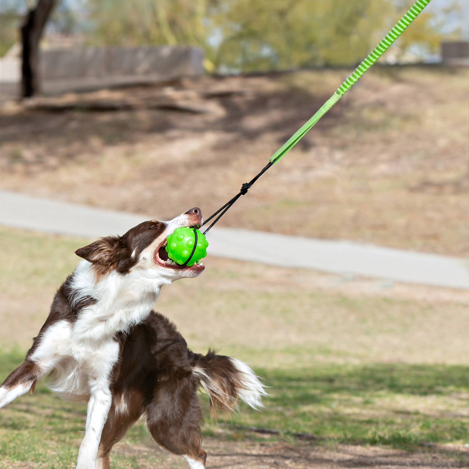 Dog playing with Tree Tugger