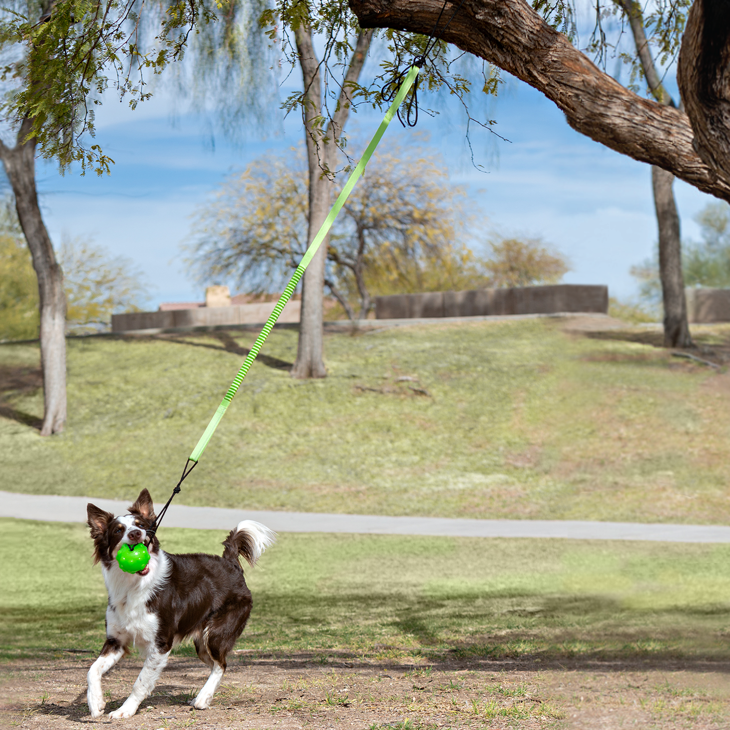 Dog playing with Tree Tugger