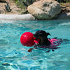 Dog swimming with Red Tug-n-Toss
