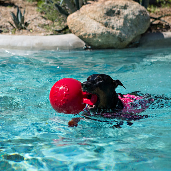 Petsmart jolly ball best sale