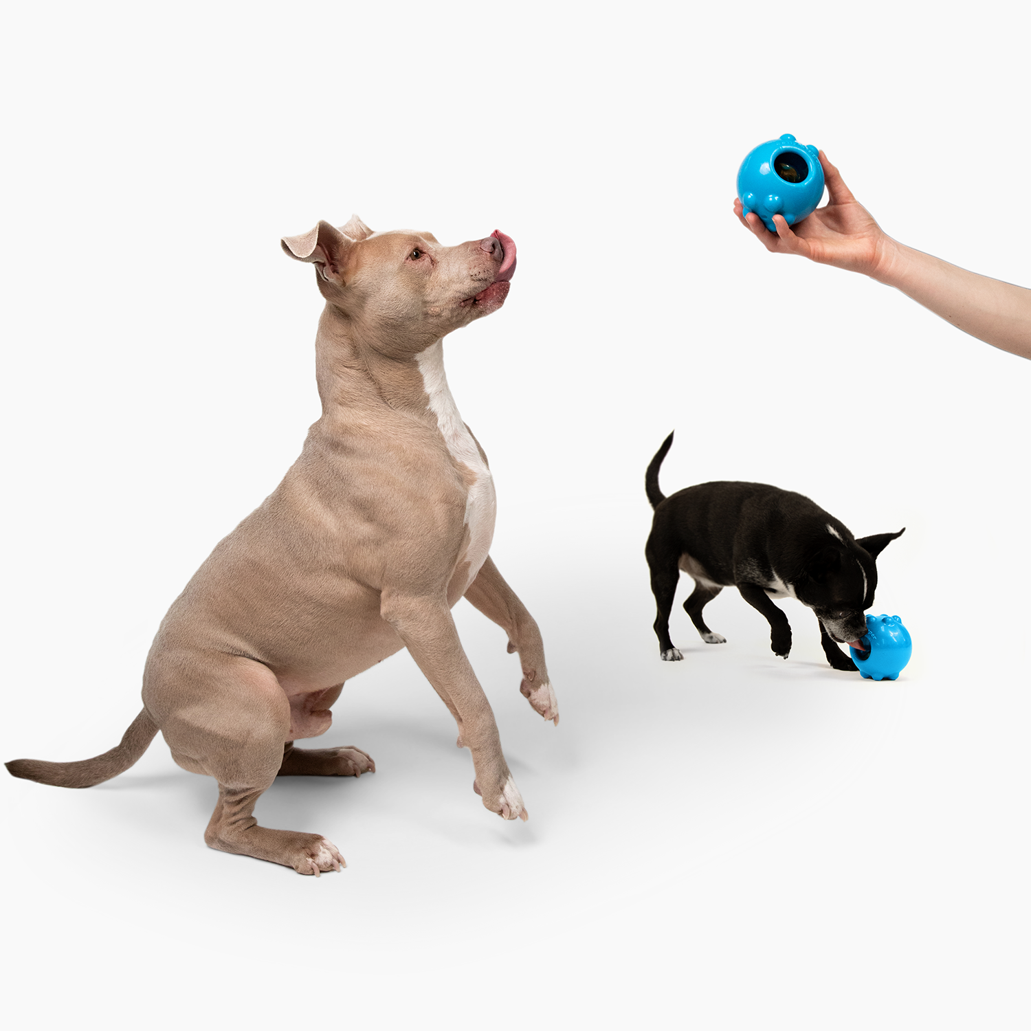  Dog Toy Dispenser - Doggy Treat Dispensing Chase Toys